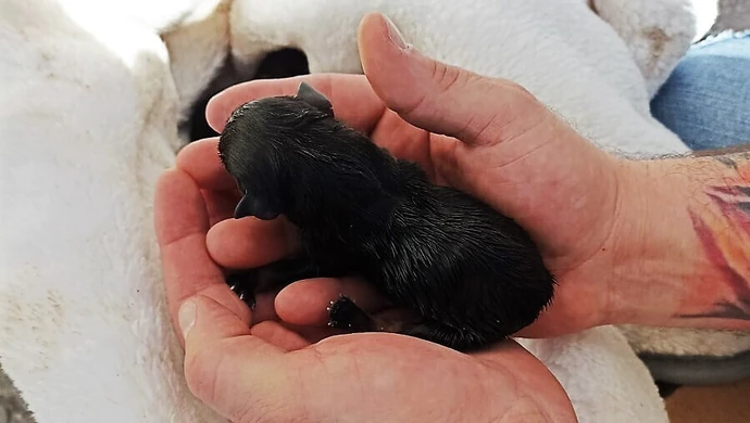 Pozostawiła szczenięta na pewną śmierć