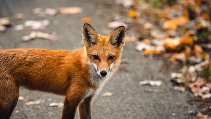 Lisy atakują w Piotrkowie