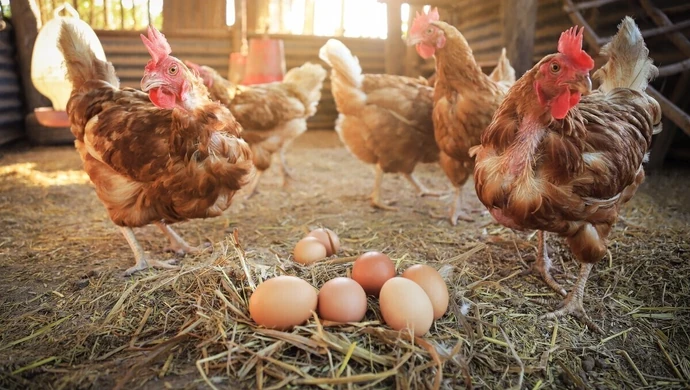 Budowa kurnika &#8211; jak go zbudować i wyposażyć?