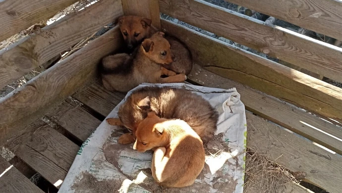 Szczenięta porzucone w lesie
