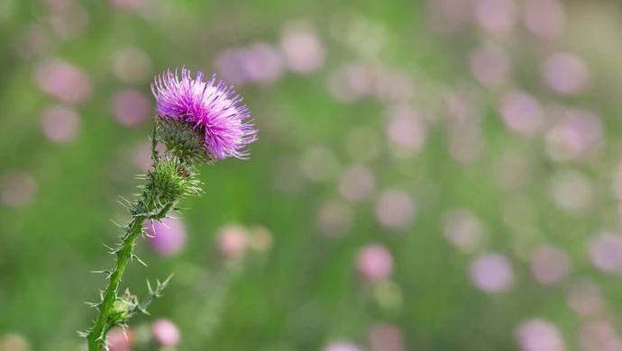 Pochodzenie szczodraka krokoszowatego: wędrówka przez egzotyczne krainy