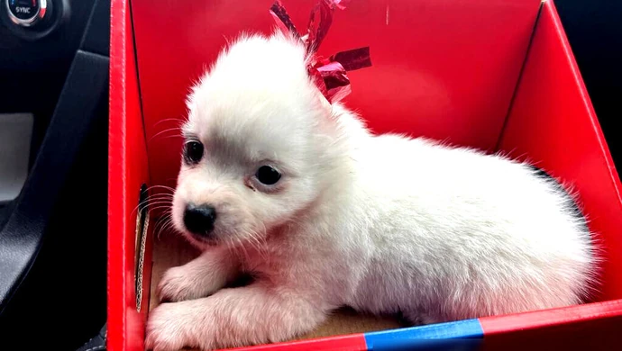 Groził swojej byłej i znęcał się nad szczenięciem