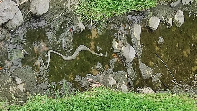 Wąż w Strawie