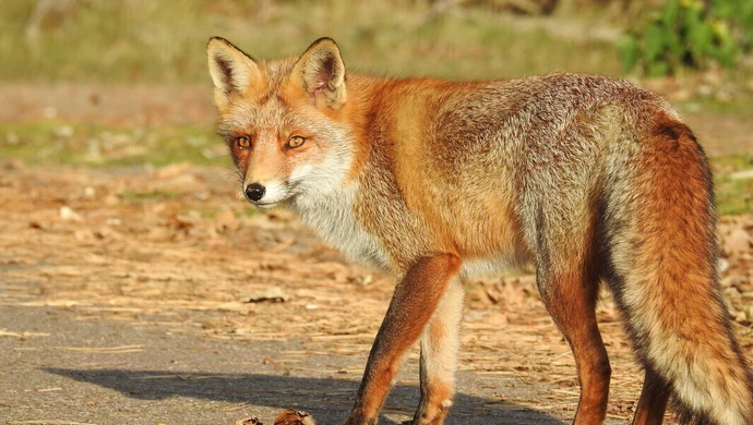 Leśni goście na miejskich posesjach