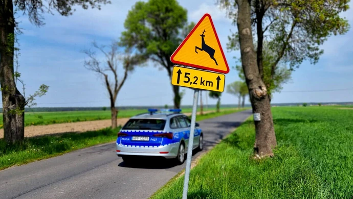 Zderzenie BMW z sarną