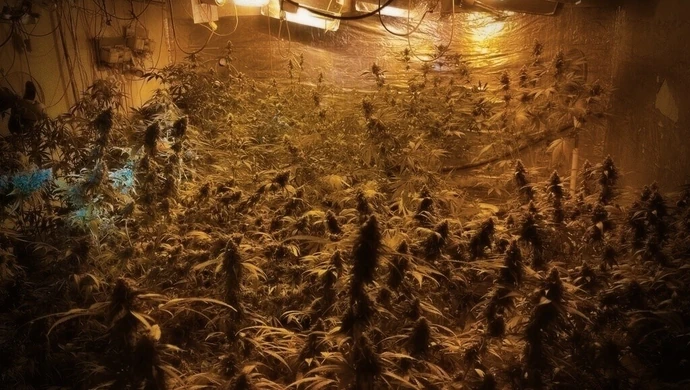 Zlikwidowali ogromną plantację