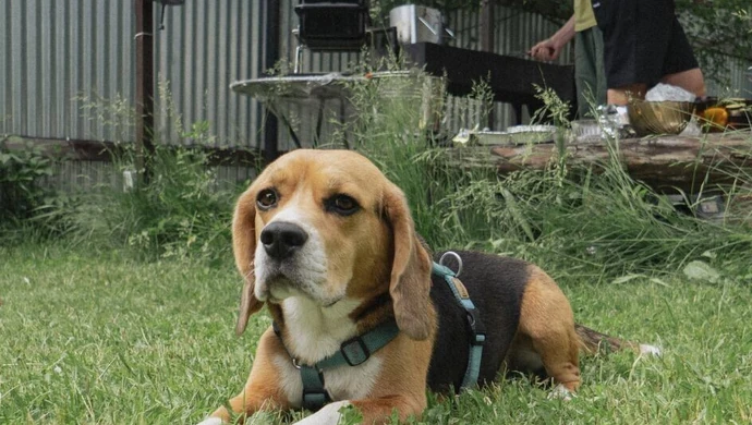 Czy warto inwestować w specjalistyczne szelki dla psów guard z systemem antyuciskowym?