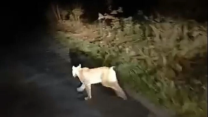 Nietypowy gość w Nadleśnictwie Piotrków [WIDEO]