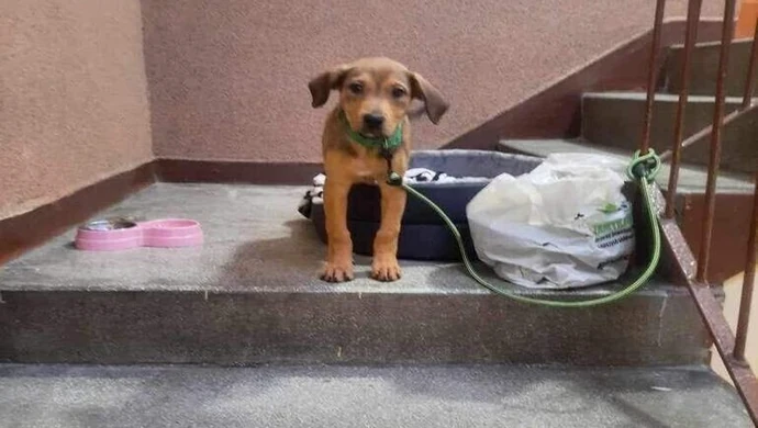 Pies z wyprawką przywiązany na klatce schodowej. Czy to nieudany prezent?