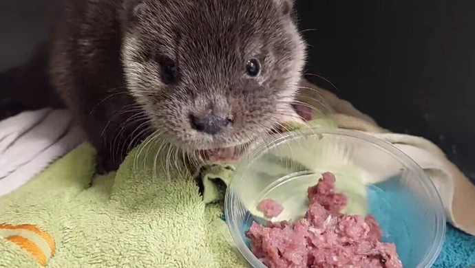 Młoda wydra poturbowana przez psa wraca do zdrowia