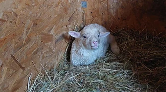 W Osadzie Leśnej urodził się baranek. Zaproponuj dla niego imię!