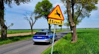Kierowcy, uważajcie na dzikie zwierzęta