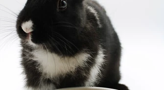 Czym karmić królika miniaturkę?