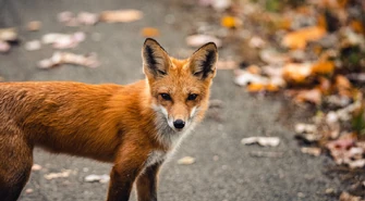 Lisy atakują w Piotrkowie