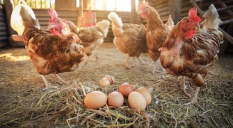 Budowa kurnika &#8211; jak go zbudować i wyposażyć?