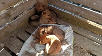 Szczenięta porzucone w lesie