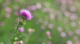 Pochodzenie szczodraka krokoszowatego: wędrówka przez egzotyczne krainy