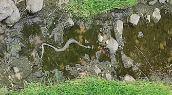 Wąż w Strawie