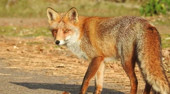 Leśni goście na miejskich posesjach