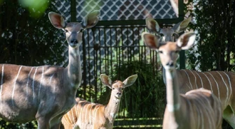 Najmniejsze antylopy świata tylko w łódzkim zoo