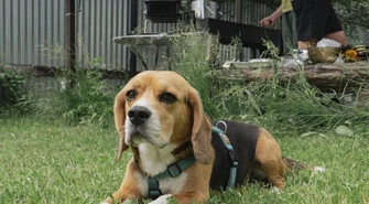 Czy warto inwestować w specjalistyczne szelki dla psów guard z systemem antyuciskowym?