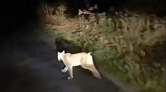 Nietypowy gość w Nadleśnictwie Piotrków [WIDEO]