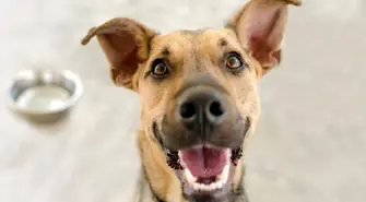 Które rasy psów żyją najdłużej?