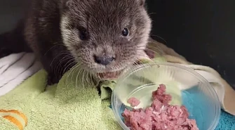 Młoda wydra poturbowana przez psa wraca do zdrowia