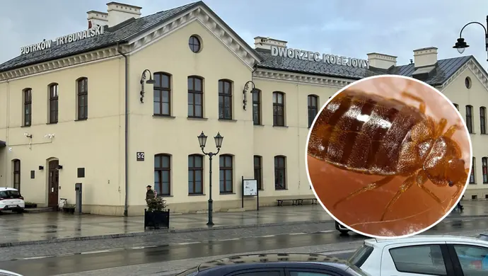 Pluskwy na dworcu? PKP S.A odpowiada