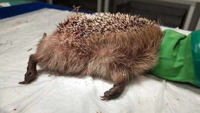 Zaopiekowali się rannym jeżem