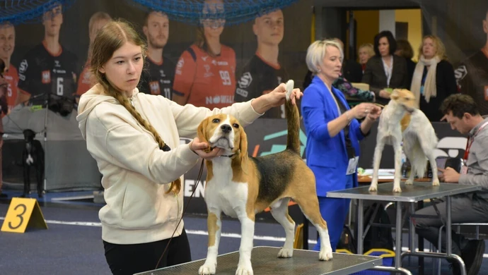 Psy myśliwskie rywalizowały w Piotrkowie