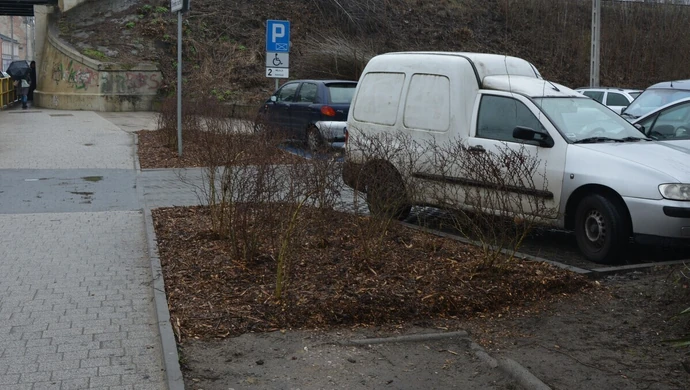 W miejscu klepiska posadzili krzewy