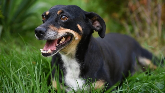 Adoptuj zwierzaka w Światowy Dzień Zwierząt Bezdomnych