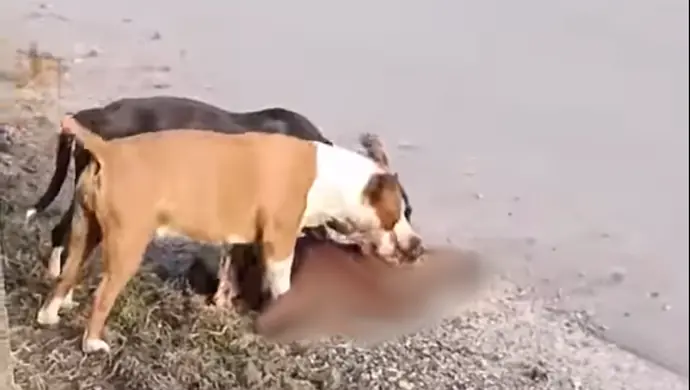 Makabryczne zdarzenie z udziałem agresywnych psów