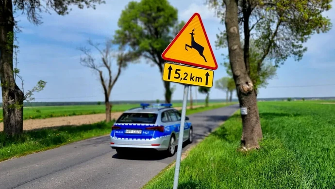 Wypadki z dzikimi zwierzętami. Policja apeluje o ostrożność