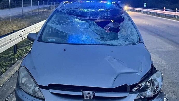 Zderzenie z łosiem na S8