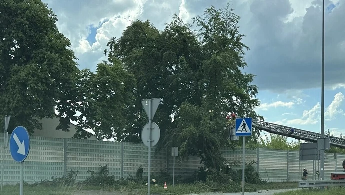 Przewrócone drzewo na jezdni. Miast Partnerskich była zablokowana