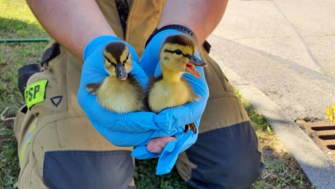 Strażacy pospieszyli na pomoc... kaczuszkom