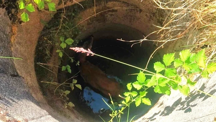 Strażacy wyswobodzili koziołka ze śmiertelnej pułapki