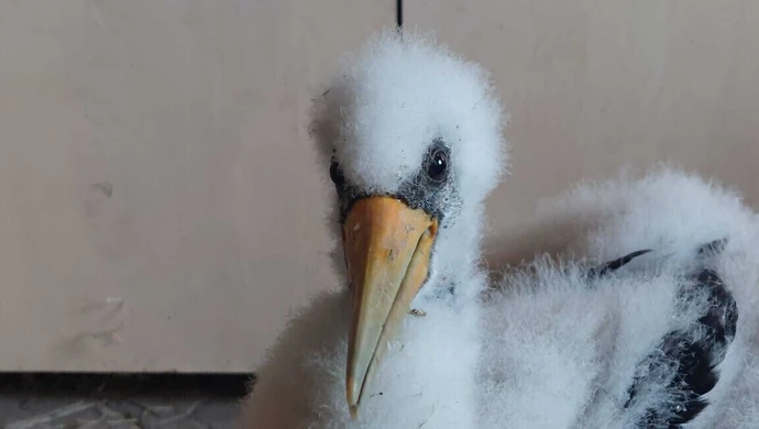 Kinderek trafił do osady w Kole. To pisklę bociana czarnego