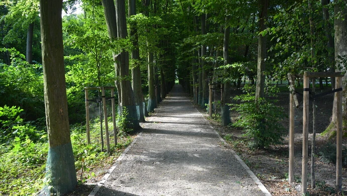 Ponad 20 suchych drzew w parku Belzackim