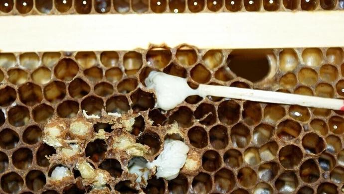 Zgnilec amerykański pszczół w gminie Sulejów