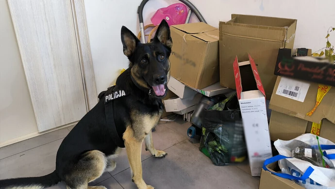 Diler narkotykowy zatrzymany