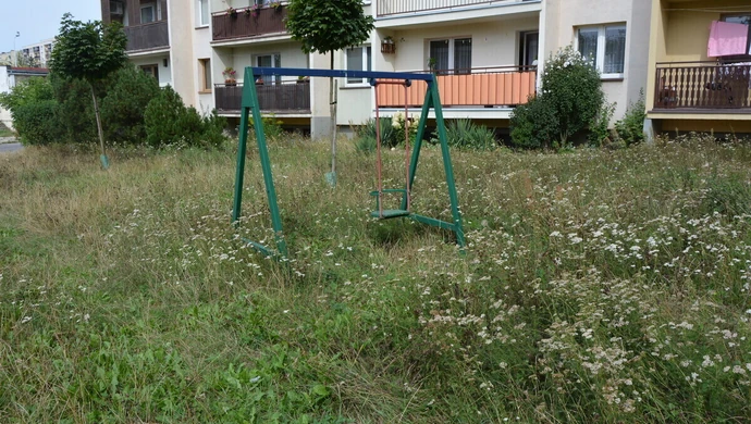 Niedbałość czy ekologia. Kiedy spółdzielnia "Karusia" skosi trawę przy blokach?