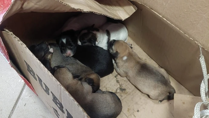 Siedmioro szczeniąt porzuconych w kartonie przy piotrkowskim schronisku