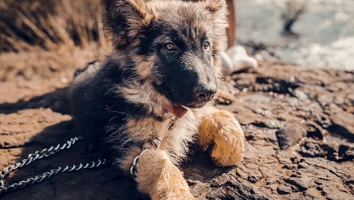 Zbierają podpisy, aby pomóc zwierzętom