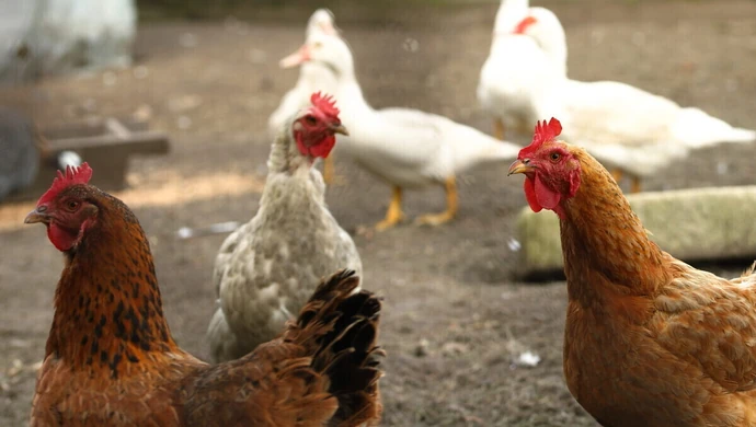 Pasza dla kur niosek - najważniejsze informacje na jej temat