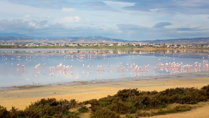 Jedno z najpiękniejszych miast na Cyprze - Larnaka. Sprawdzamy z czego słynie