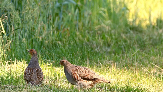 Kuropatwa szara &#8211; gatunek, który z dumą wraca na polskie pola