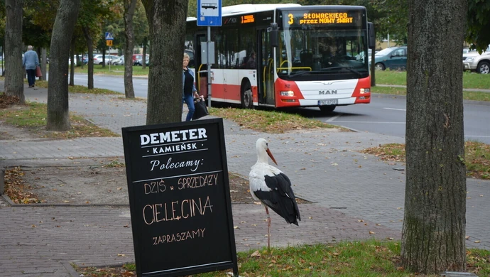 Bocian zamieszkał na osiedlu Słowackiego
